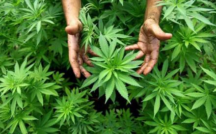Ингаляция марихуаной как отличить мужское растение конопли от женского